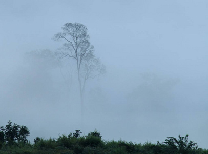 无叶树中重有雾的早晨