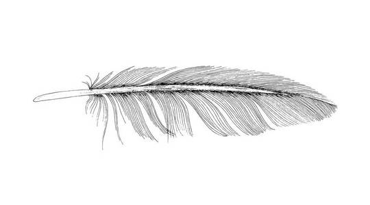 手绘土耳其鸟.农场动物,家禽素描.老式的矢量图素描-鹦鹉配置文件.