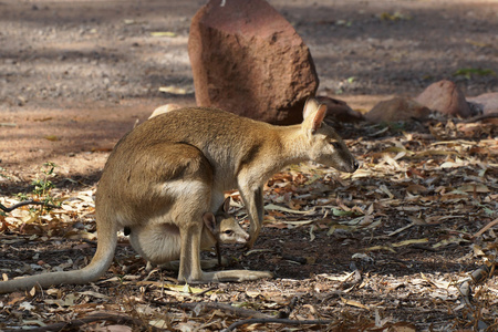 小袋鼠，澳大利亚的内陆地区