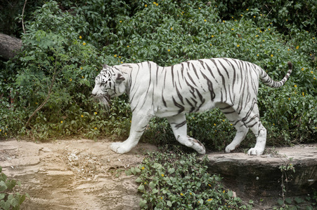在动物园里的美丽和优雅白色孟加拉虎的形象
