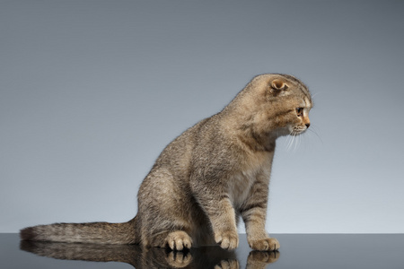 苏格兰折耳猫的猫坐在灰色的镜子照片