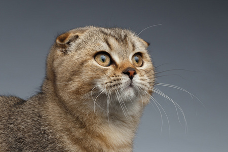 苏格兰折猫抬头上灰色的特写肖像