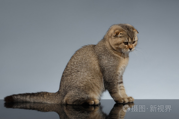 苏格兰折耳猫的猫坐在灰色的镜子