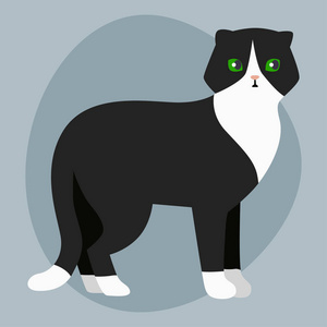 猫品种英国短毛猫可爱宠物肖像蓬松可爱的卡通动物和好玩玩猫白色黑色