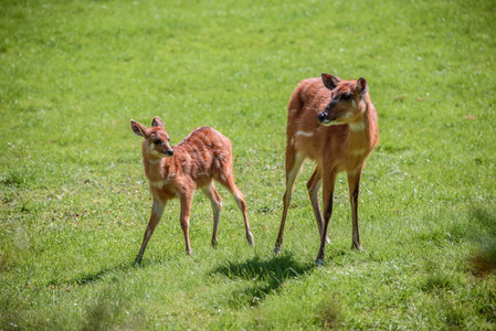 婴儿与母亲的鹿