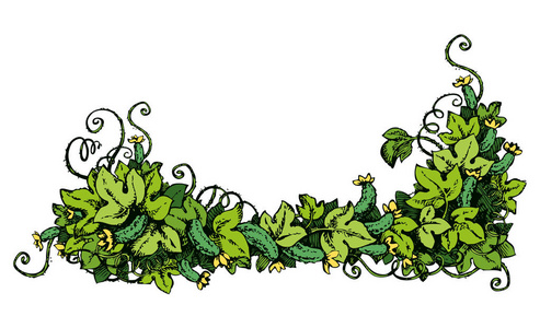 刺黄瓜黄瓜藤.矢量绘图照片