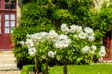 布什的一个花园里漂亮的玫瑰花