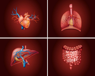 四个不同部分的人体器官