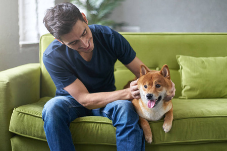 年轻的帅男性在蓝色 t 恤玩他可爱 shiba inu 狗依偎 抚摸 抚摸，坐在绿色沙发上在家里。主人与宠物之间的亲密友谊。