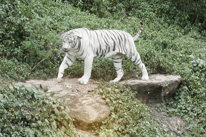 在动物园里的美丽和优雅白色孟加拉虎的形象照片-正版商用图片0nz70v