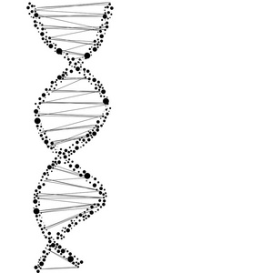 dna 分子的结构