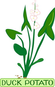 水生植物鸭薯Sagittaria