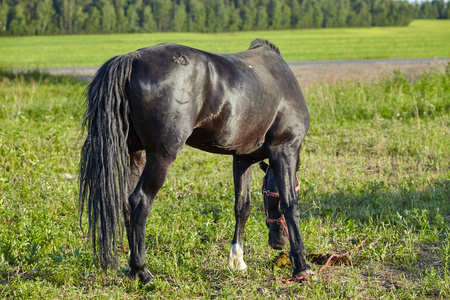 黑色的骟马庙前步履蹒跚照片