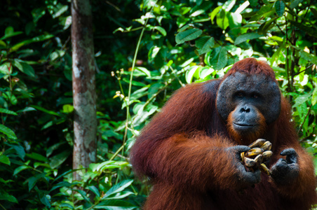 香蕉在婆罗洲印尼 orang Utan 阿尔法男性