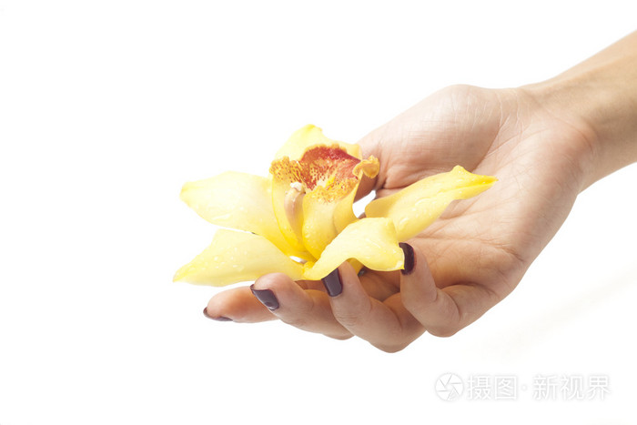 女手和白色背景上的黄色兰花