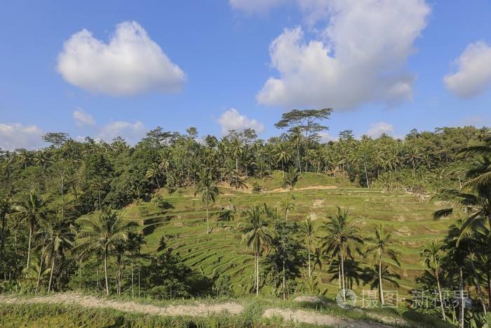 美丽的景色在 Tengalalang，巴厘岛，巴厘岛的水稻梯田