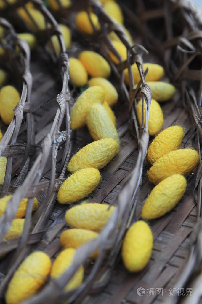 金虫茧在篮子里的脱粒蚕丝纤维