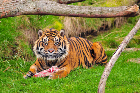 老虎吃竹叶图片