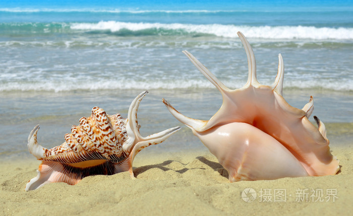 海螺贝壳沙滩上