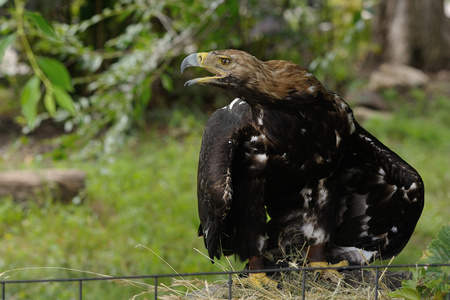 金鹰Aquila Chrysaetos