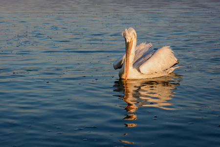 国鸟草在希腊湖凯尔基尼日出时的达尔马提亚鹈鹕 (国鸟基)照片