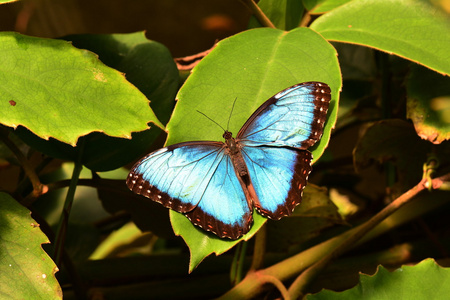 蓝色的 Morpho 蝴蝶落在花园里