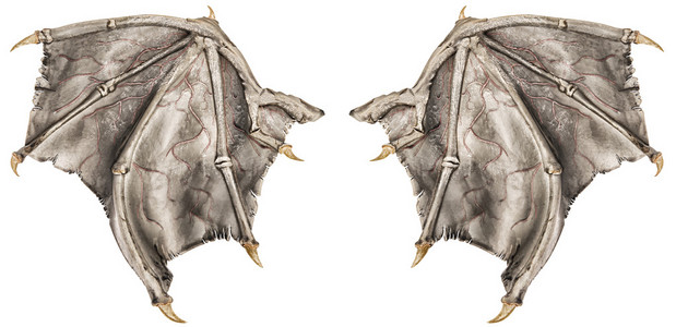 恶魔龙白色的龙翅膀照片