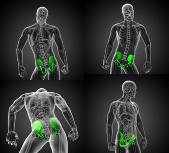 骨盆骨三维渲染图图片