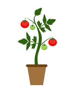 花园的背景矢量图。生长西红柿的布什