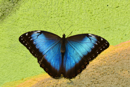 蓝色的 Morpho 蝴蝶落在花园里