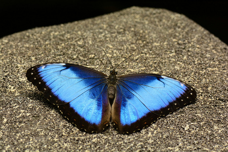 蓝色的 Morpho 蝴蝶落在花园里