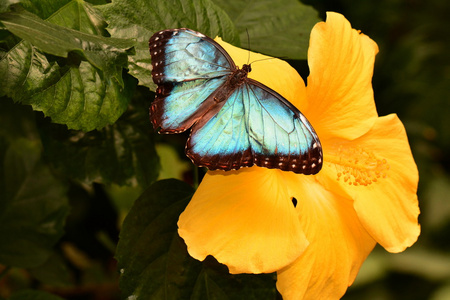 蓝色的 Morpho 蝴蝶落在花园里