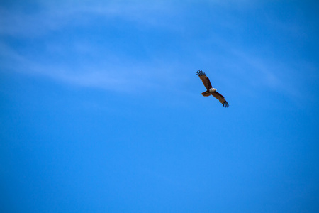 在蓝色的天空中飞翔的老鹰照片