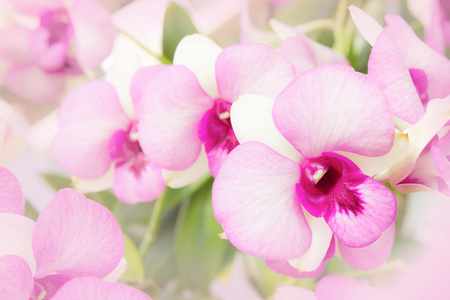 漂亮的粉色兰花背景