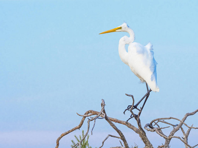 牧人湖很棒的白鹭在树上照片
