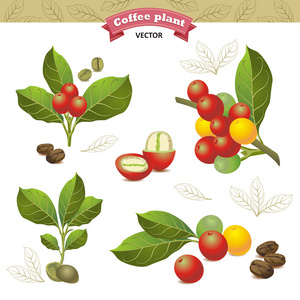 咖啡豆的咖啡树的树枝上孤立的白色背景上的成熟和未成熟浆果的集合