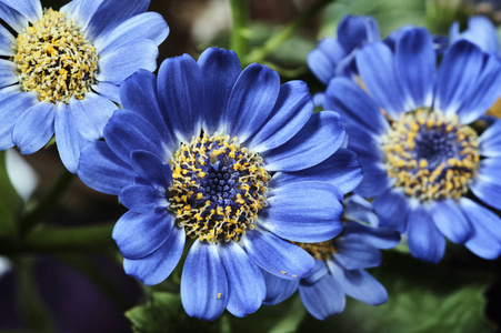 千里光蓝色花朵