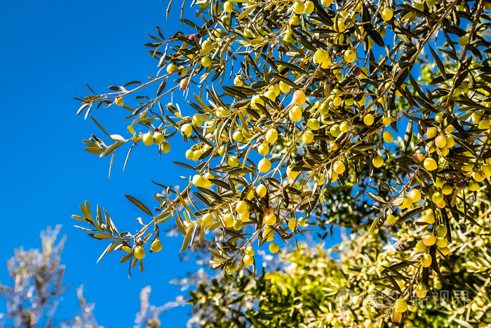 树上的青橄榄.蓝蓝的天空像自然背景.塞莱