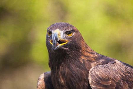 一只鹰的肖像照片
