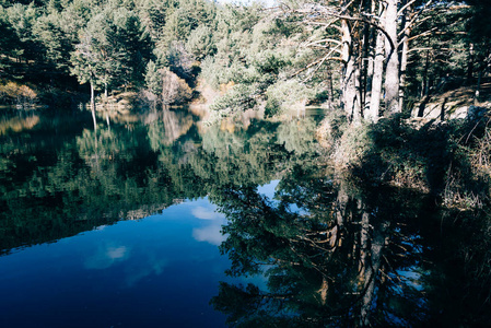 树木在平静湖水中的反映图片