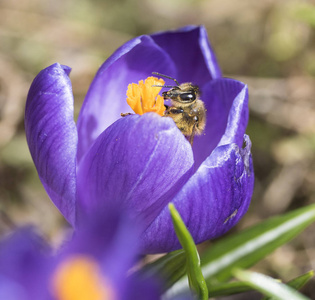 一只蜜蜂收集花蜜在番红花图片