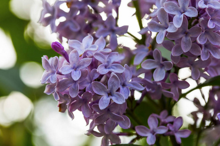 丁香花园里的花