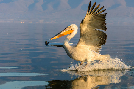 在希腊湖凯尔基尼日出时开枪的达尔马提亚鹈鹕 (国鸟基)照片