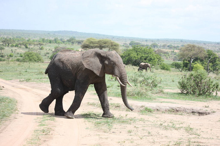 在非洲博茨瓦纳萨凡纳的野生大象 象