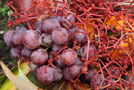 有机水果在篮子在秋天新鲜的葡萄, 在本质上