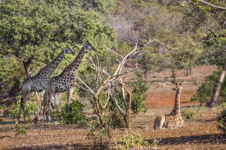 长颈鹿在南非克鲁格国家公园