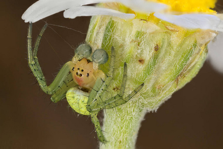 Araniella 对一朵雏菊花