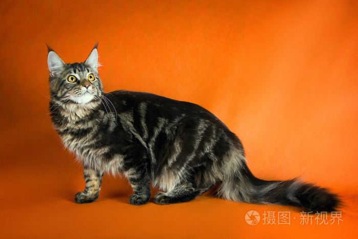在黄色背景上的黑色缅因库恩猫照片 正版商用图片0o06ci 摄图新视界 在黄色背景上的黑色缅因库恩猫照片 正版商用图片0o06ci 摄图新视界