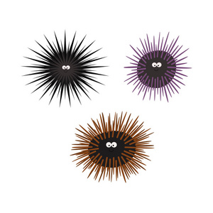 海胆棘皮动物海胆动物卡通人物照片