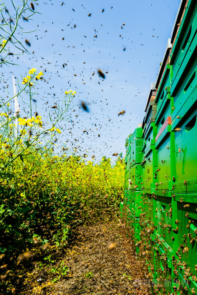蜂群飞向蜂房